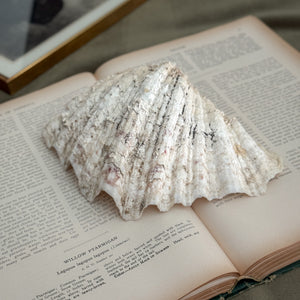 Vintage large clam shell